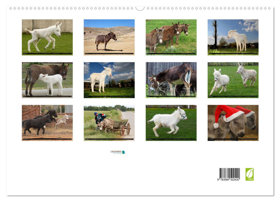 WIR SIND ESEL (CALVENDO Wandkalender 2027)