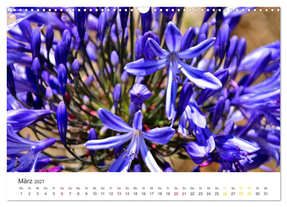 Madeira - Eine wunderschöne Perle im Atlantik (CALVENDO Wandkalender 2027)