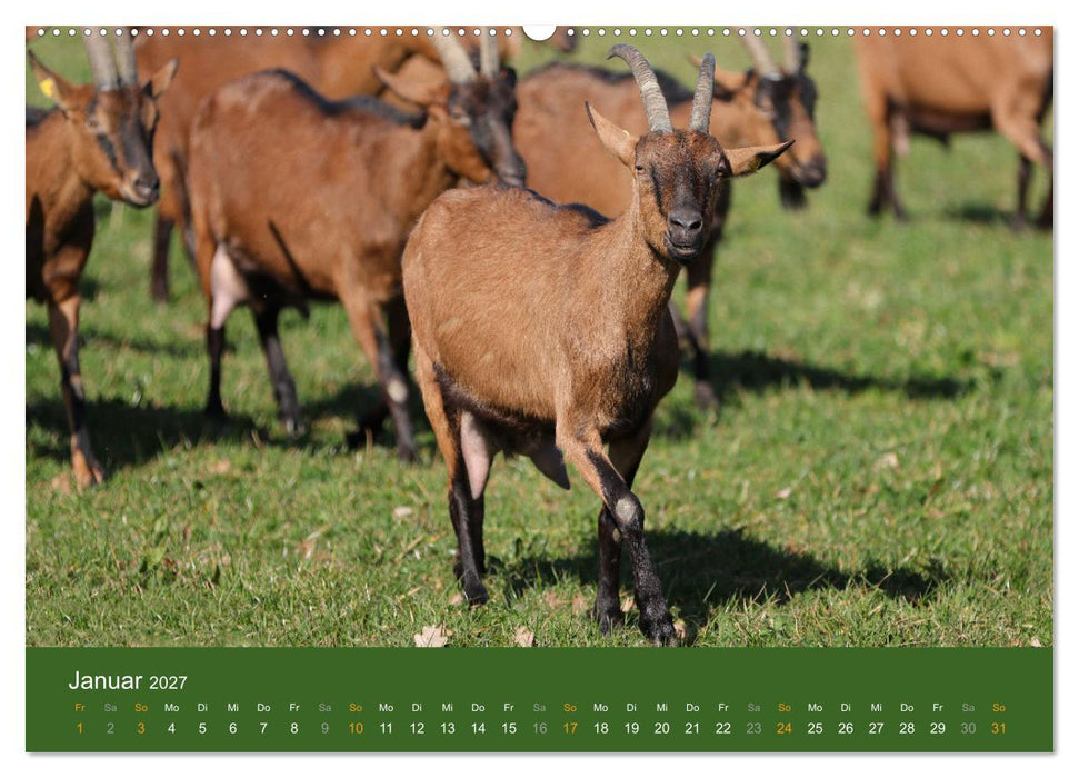 Mit Ziegen ist immer was los! (CALVENDO Wandkalender 2027)