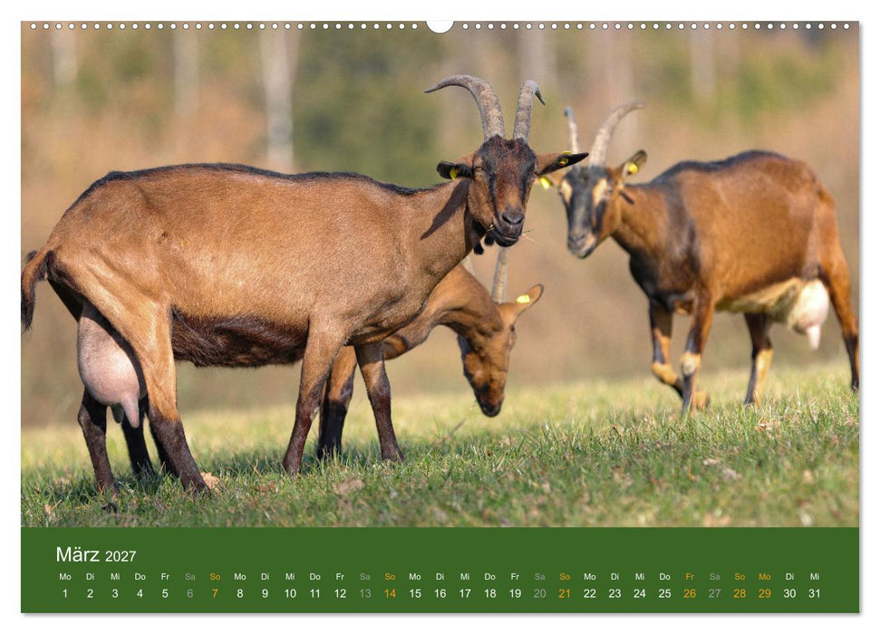 Mit Ziegen ist immer was los! (CALVENDO Wandkalender 2027)