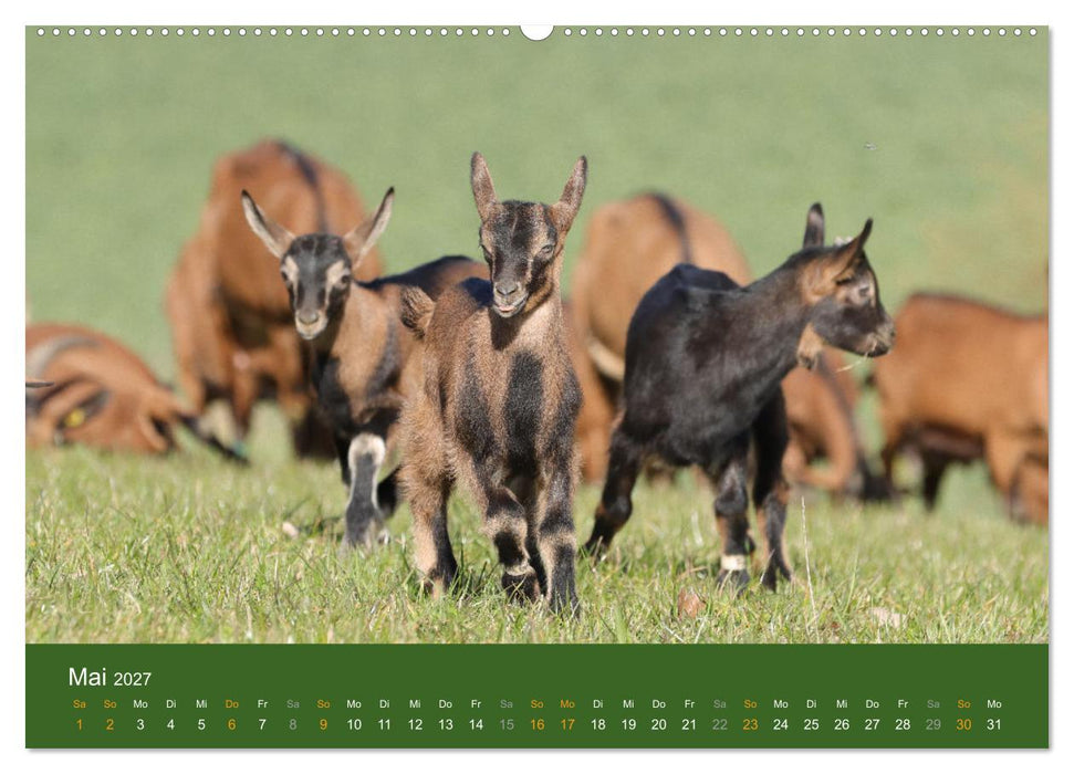 Mit Ziegen ist immer was los! (CALVENDO Wandkalender 2027)
