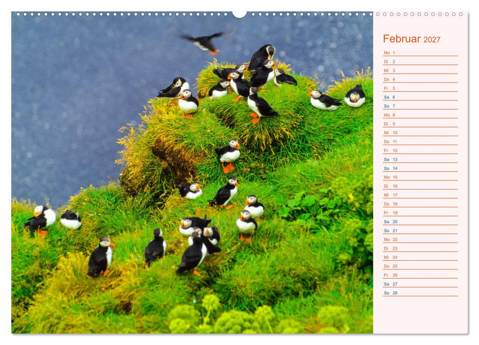 Papageitaucher auf Island (CALVENDO Wandkalender 2027)