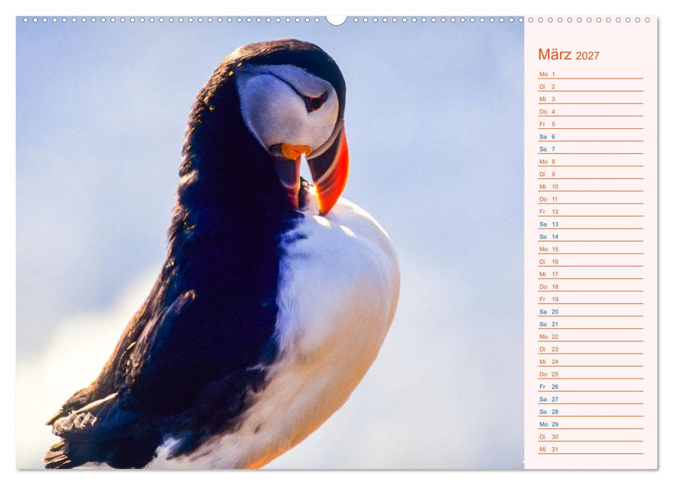 Papageitaucher auf Island (CALVENDO Wandkalender 2027)