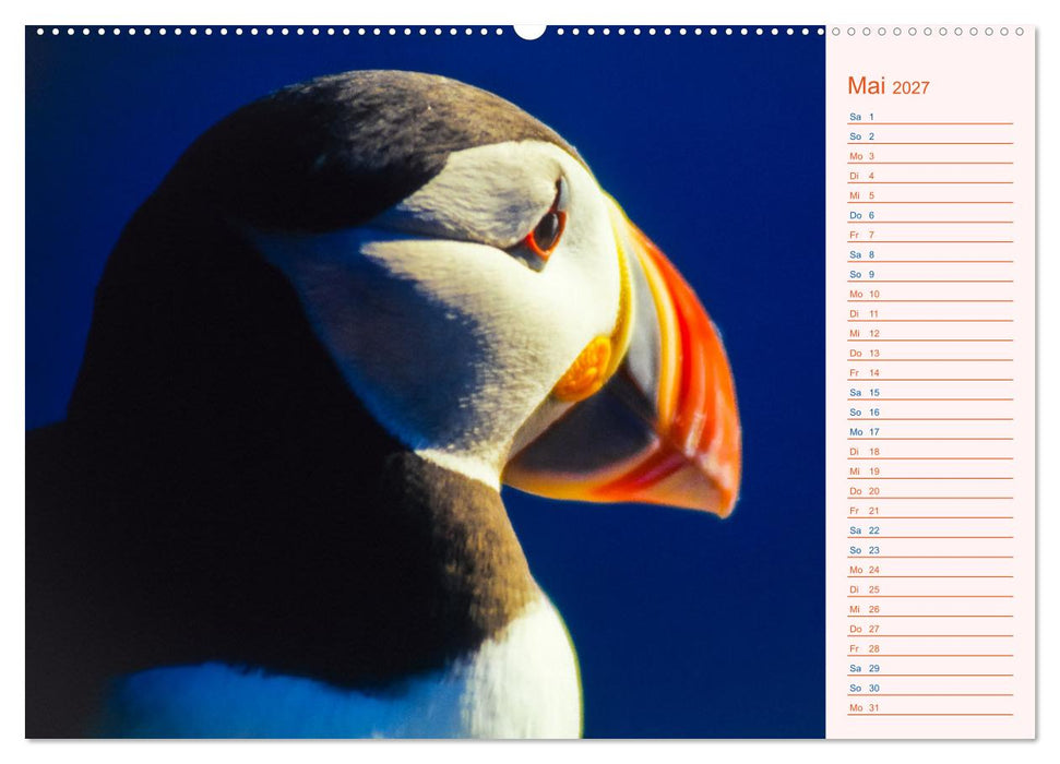 Papageitaucher auf Island (CALVENDO Wandkalender 2027)