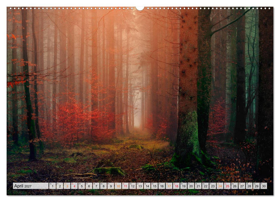Wald - mystische Spaziergänge (CALVENDO Premium Wandkalender 2027)