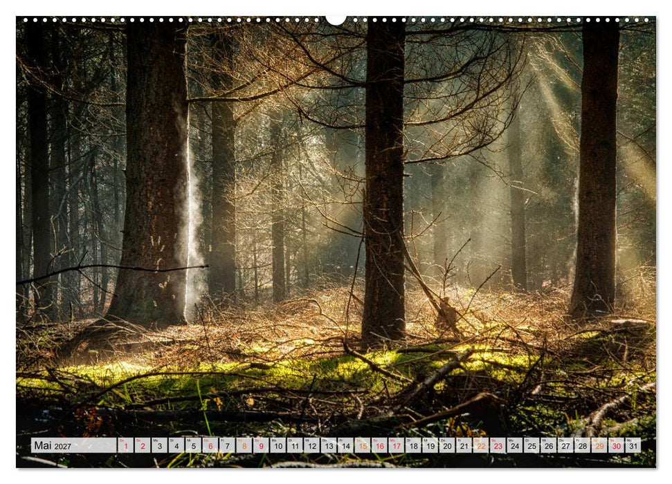 Wald - mystische Spaziergänge (CALVENDO Premium Wandkalender 2027)