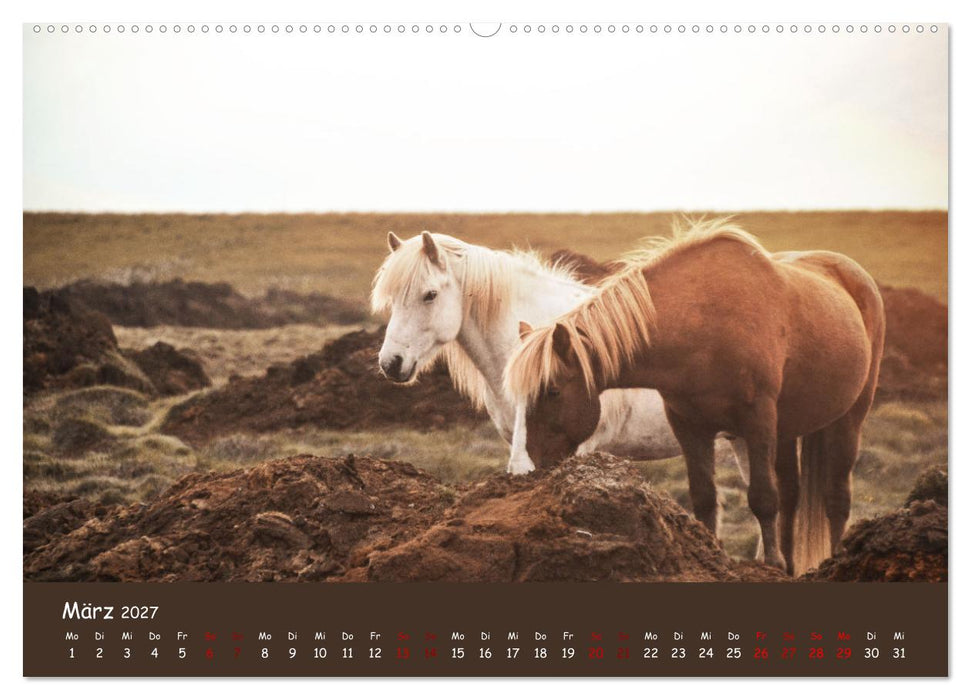 Das Islandpferd (CALVENDO Premium Wandkalender 2027)