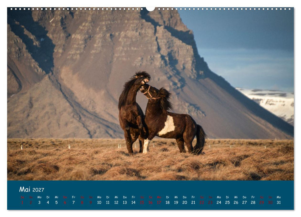 Das Islandpferd (CALVENDO Premium Wandkalender 2027)