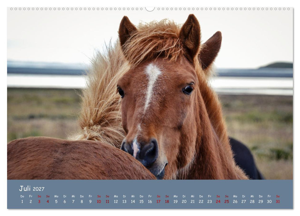 Das Islandpferd (CALVENDO Premium Wandkalender 2027)