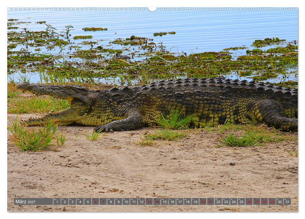 Botswana- Pirschfahrt mit Garantie auf Wildlife (CALVENDO Wandkalender 2027)
