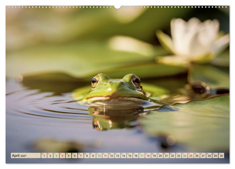 Frösche im Paradies (CALVENDO Wandkalender 2027)