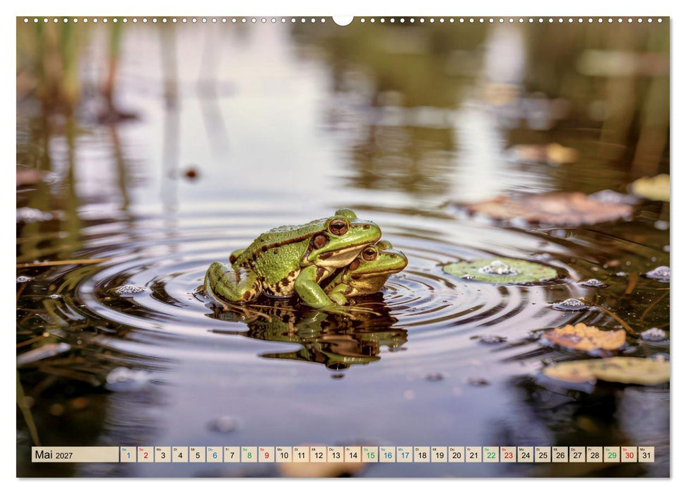 Frösche im Paradies (CALVENDO Wandkalender 2027)