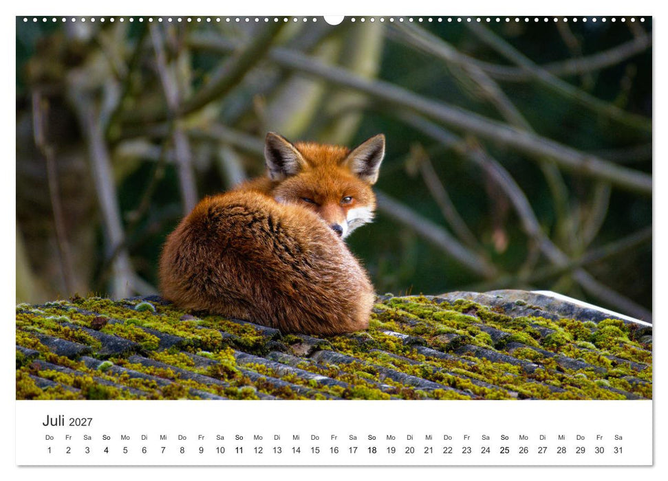 Flinke Füchse (CALVENDO Premium Wandkalender 2027)