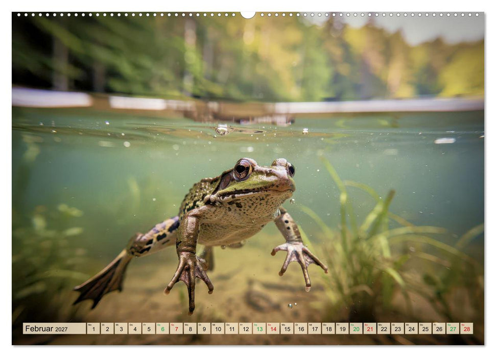 Frösche im Paradies (CALVENDO Premium Wandkalender 2027)