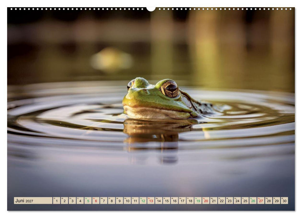 Frösche im Paradies (CALVENDO Premium Wandkalender 2027)