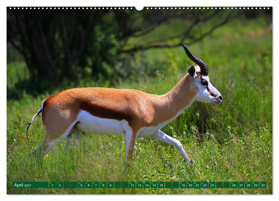 Botswana- Pirschfahrt mit Garantie auf Wildlife (CALVENDO Premium Wandkalender 2027)