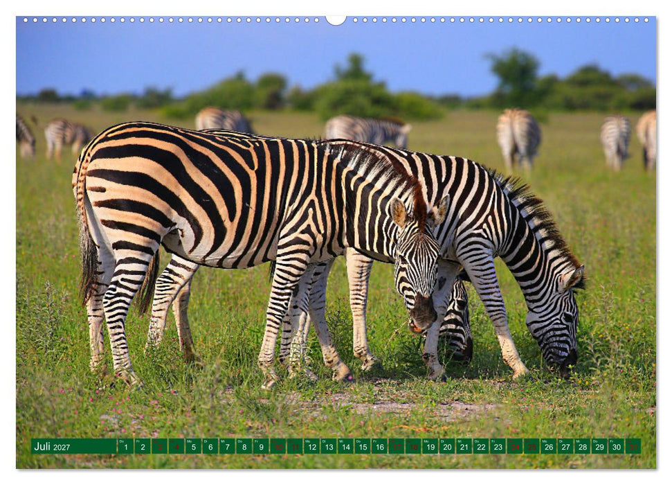 Botswana- Pirschfahrt mit Garantie auf Wildlife (CALVENDO Premium Wandkalender 2027)