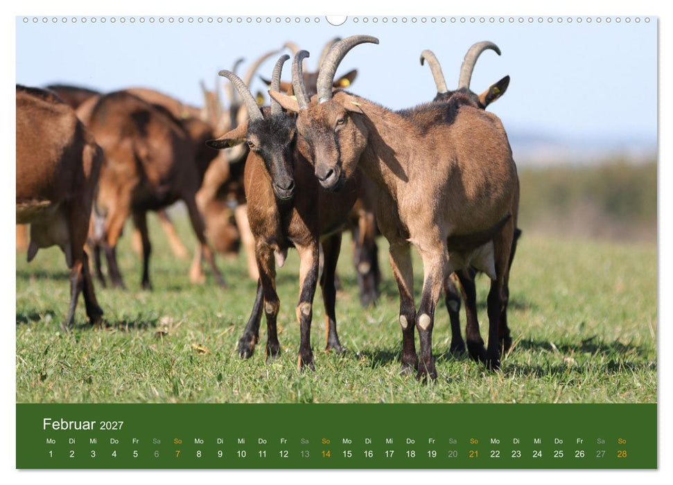 Mit Ziegen ist immer was los! (CALVENDO Premium Wandkalender 2027)