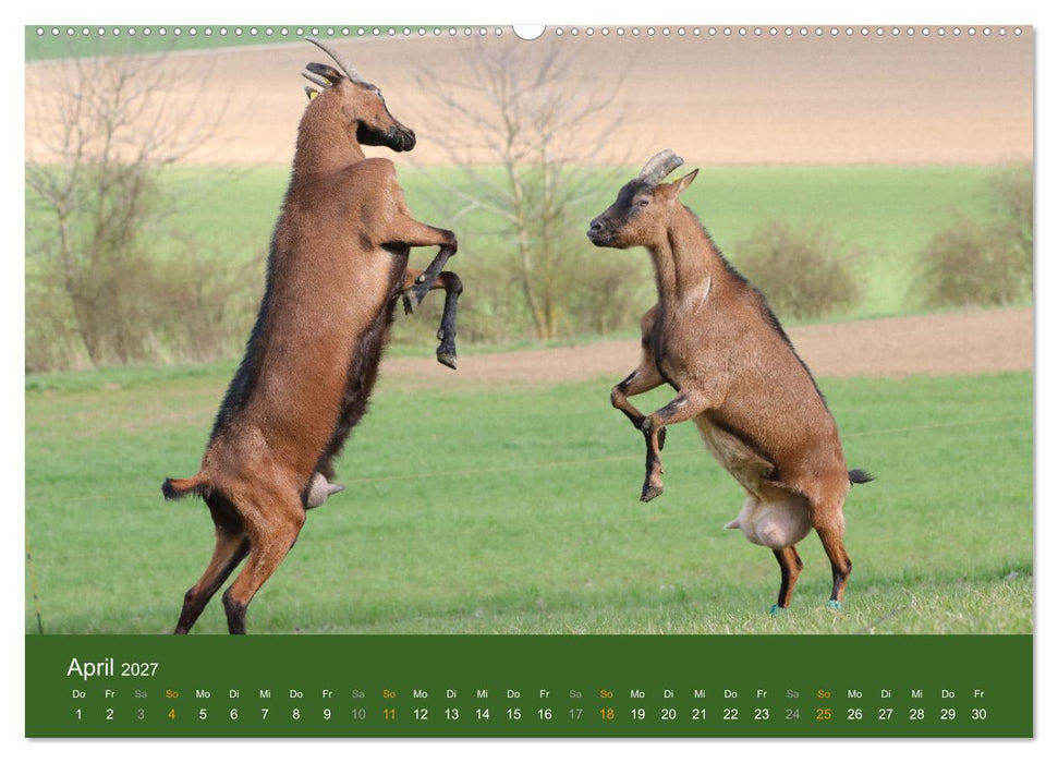 Mit Ziegen ist immer was los! (CALVENDO Premium Wandkalender 2027)