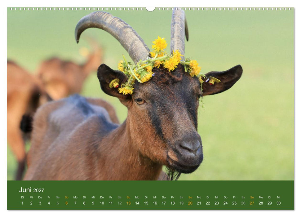 Mit Ziegen ist immer was los! (CALVENDO Premium Wandkalender 2027)