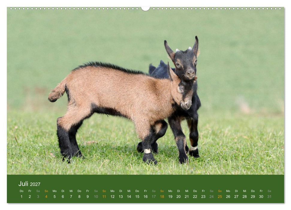 Mit Ziegen ist immer was los! (CALVENDO Premium Wandkalender 2027)
