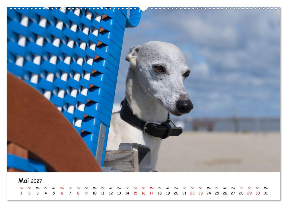 Strandurlaub mit Hund (CALVENDO Wandkalender 2027)