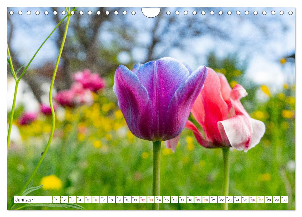 Natur hautnah Kalender (CALVENDO Wandkalender 2027)