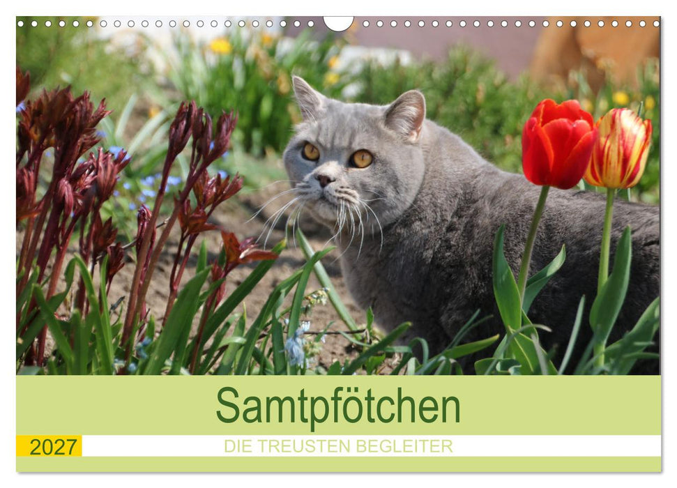 Samtpfötchen - Die treusten Begleiter 2027 (CALVENDO Wandkalender 2027)