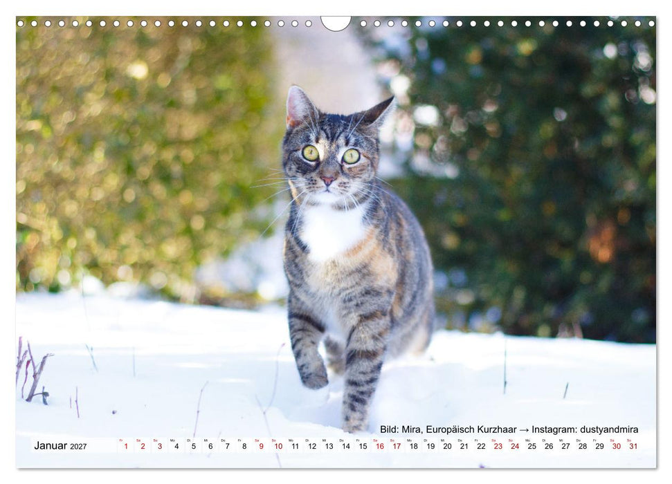Samtpfötchen - Die treusten Begleiter 2027 (CALVENDO Wandkalender 2027)