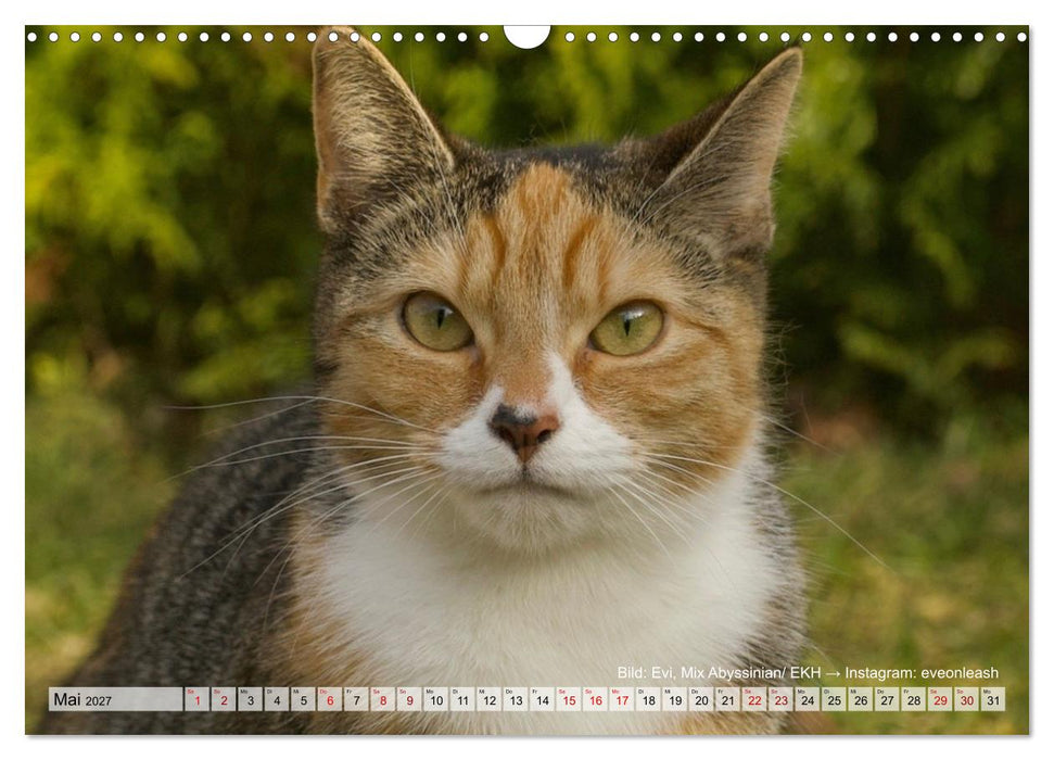 Samtpfötchen - Die treusten Begleiter 2027 (CALVENDO Wandkalender 2027)