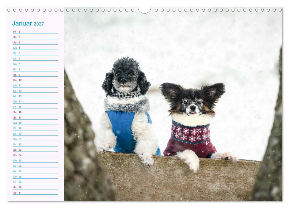 Gut geplant! Mit Hunden durch´s Jahr (CALVENDO Wandkalender 2027)