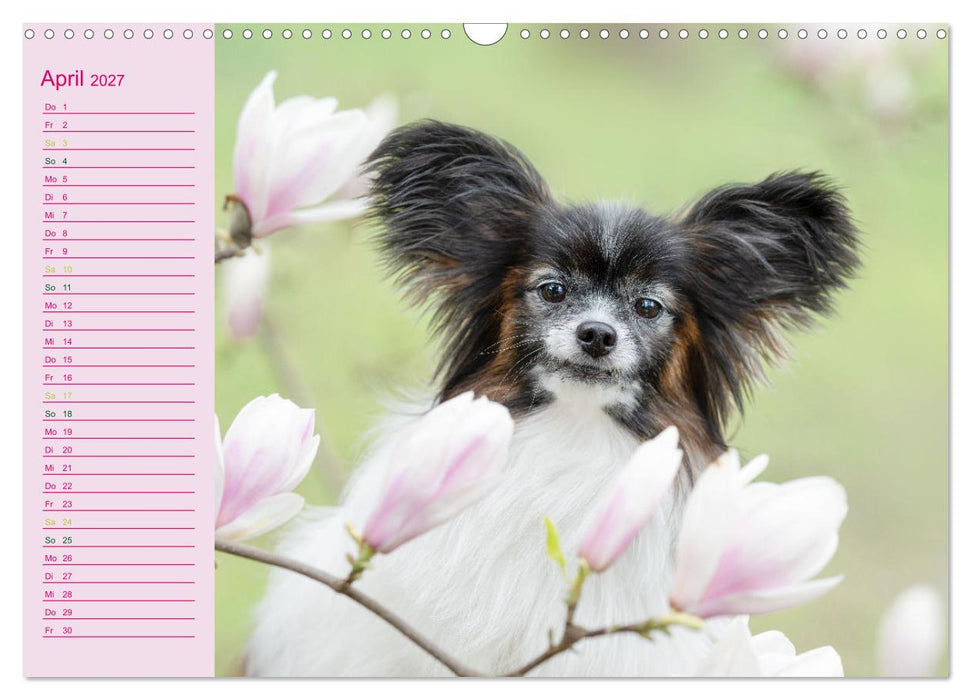 Gut geplant! Mit Hunden durch´s Jahr (CALVENDO Wandkalender 2027)