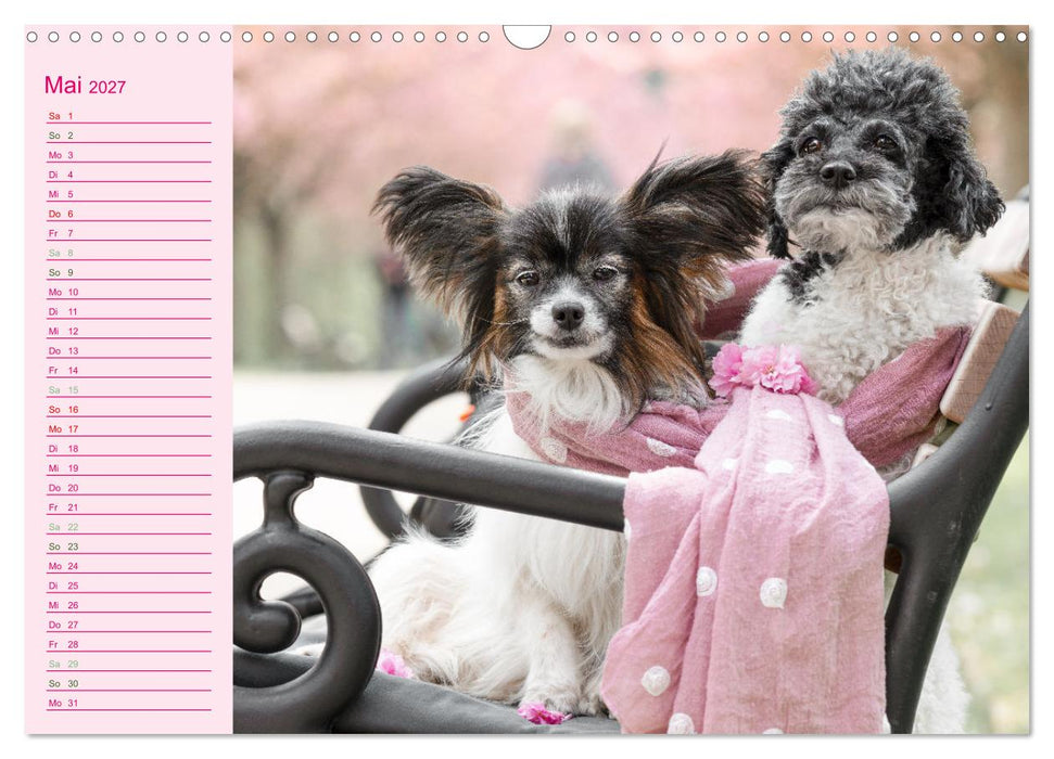 Gut geplant! Mit Hunden durch´s Jahr (CALVENDO Wandkalender 2027)