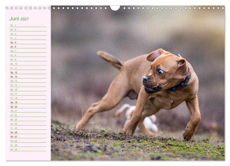 Gut geplant! Mit Hunden durch´s Jahr (CALVENDO Wandkalender 2027)