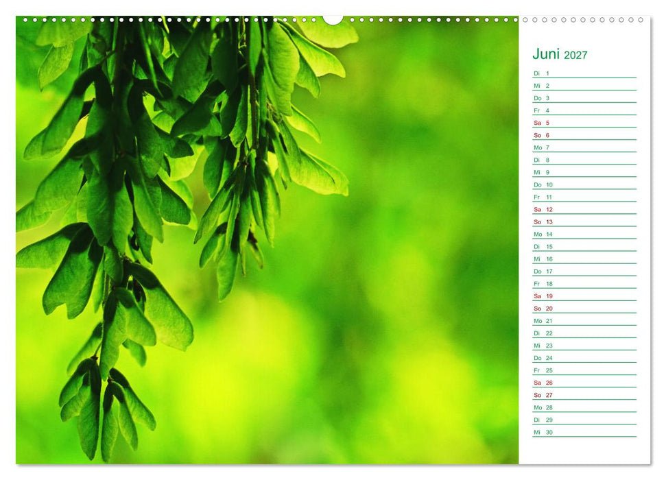 Grün Makrofotografien aus der grünen Welt der Pflanzen als Monatsplaner (CALVENDO Wandkalender 2027)
