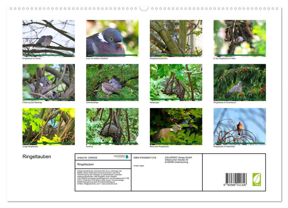 Ringeltauben (CALVENDO Premium Wandkalender 2027)