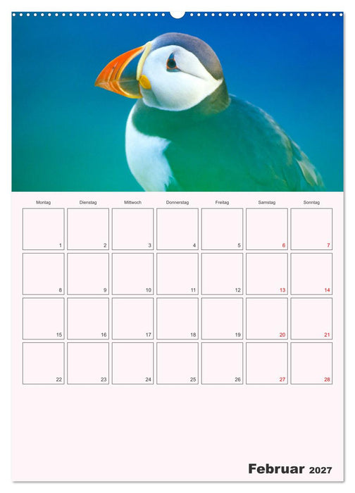 Papageitaucher Monatsplaner (CALVENDO Wandkalender 2027)