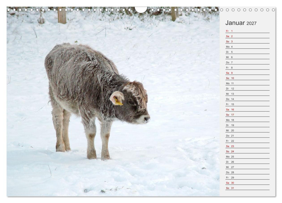 Die Kuh macht Muuuh! (CALVENDO Wandkalender 2027)