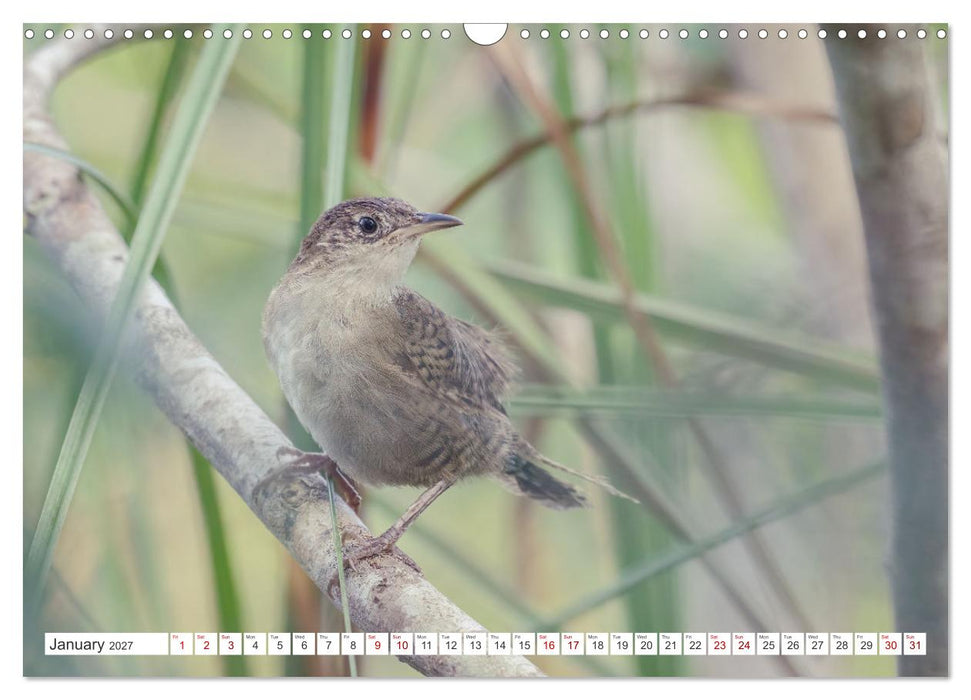 Birds of Cuba Island (CALVENDO Monthly Calendar 2027)