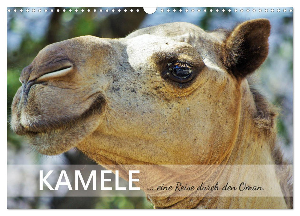 KAMELE... eine Reise durch den Oman. (CALVENDO Wandkalender 2027)