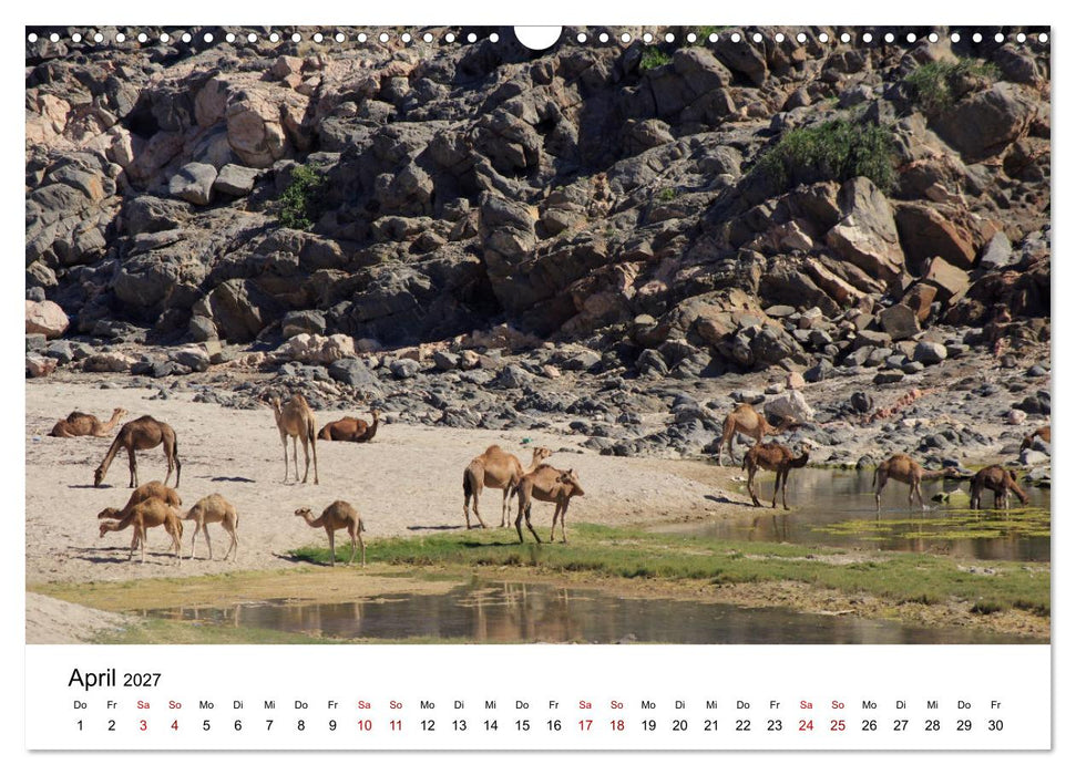 KAMELE... eine Reise durch den Oman. (CALVENDO Wandkalender 2027)