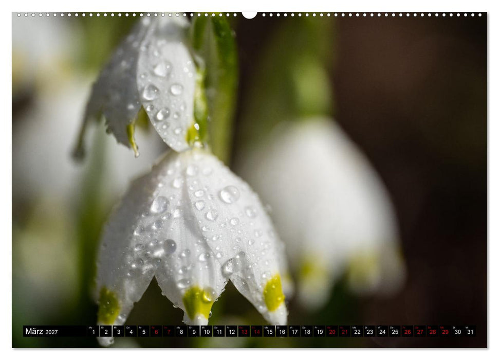 Frühlingsblüher - Farbenpracht nach dem Winter (CALVENDO Premium Wandkalender 2027)