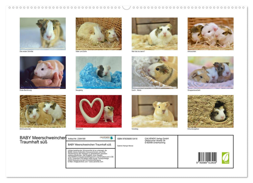 BABY Meerschweinchen Traumhaft süß (CALVENDO Wandkalender 2027)