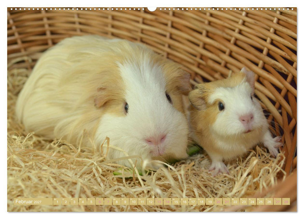 BABY Meerschweinchen Traumhaft süß (CALVENDO Wandkalender 2027)