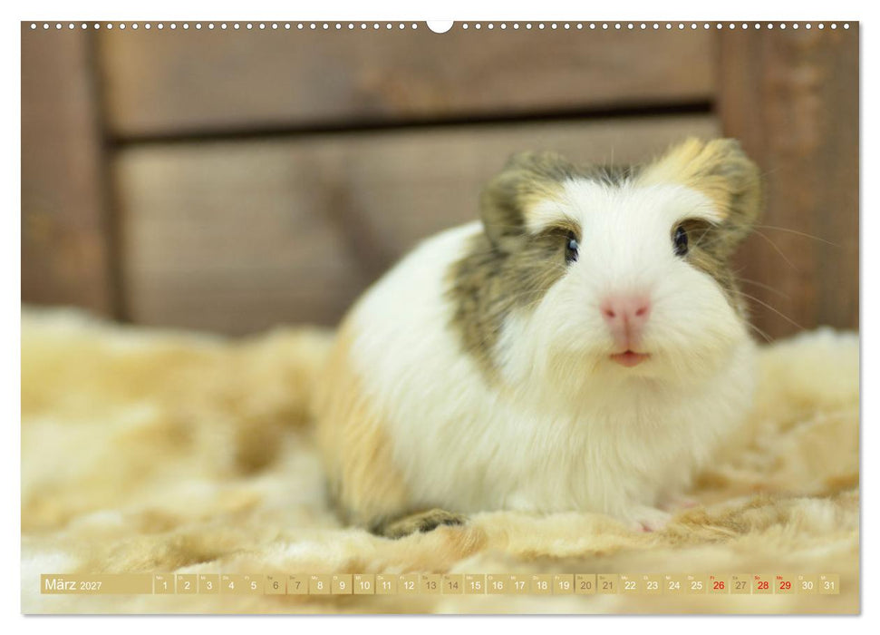 BABY Meerschweinchen Traumhaft süß (CALVENDO Wandkalender 2027)