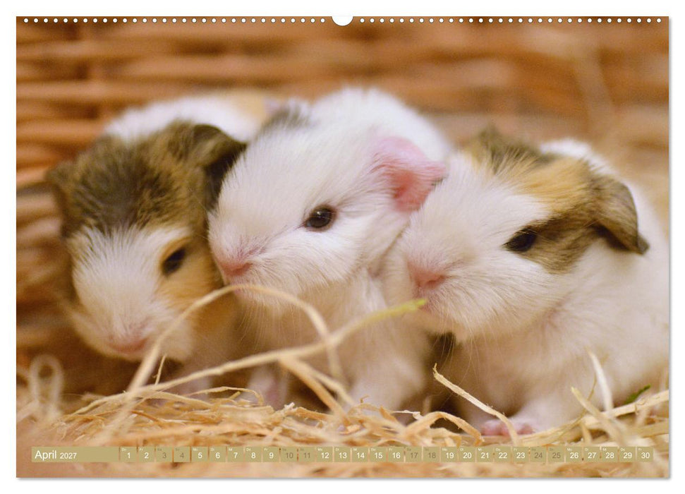 BABY Meerschweinchen Traumhaft süß (CALVENDO Wandkalender 2027)