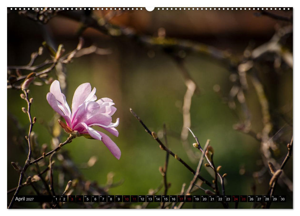 Frühlingsblüher - Farbenpracht nach dem Winter (CALVENDO Wandkalender 2027)