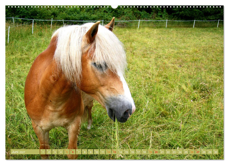 Glückliche Tiere (CALVENDO Wandkalender 2027)