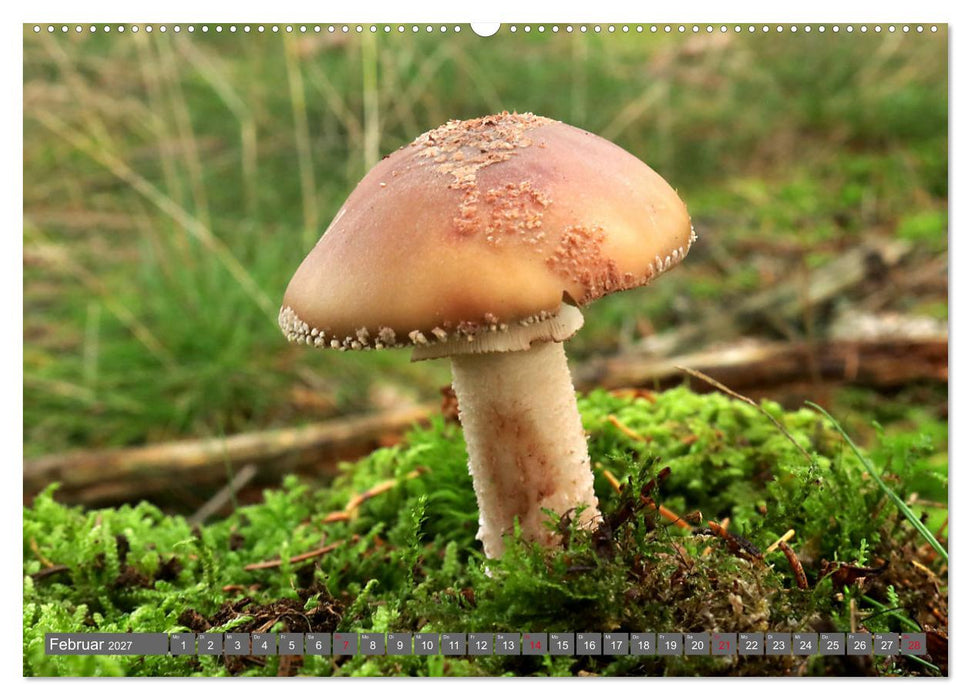 PILZE IM WALD (CALVENDO Wandkalender 2027)