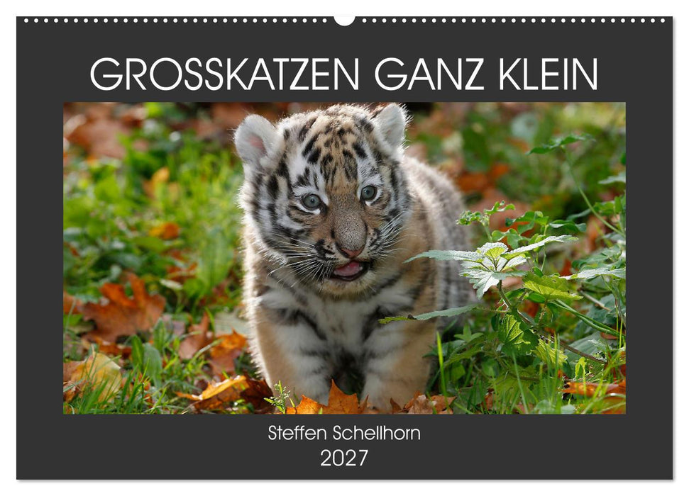 GROSSKATZEN GANZ KLEIN (CALVENDO Wandkalender 2027)